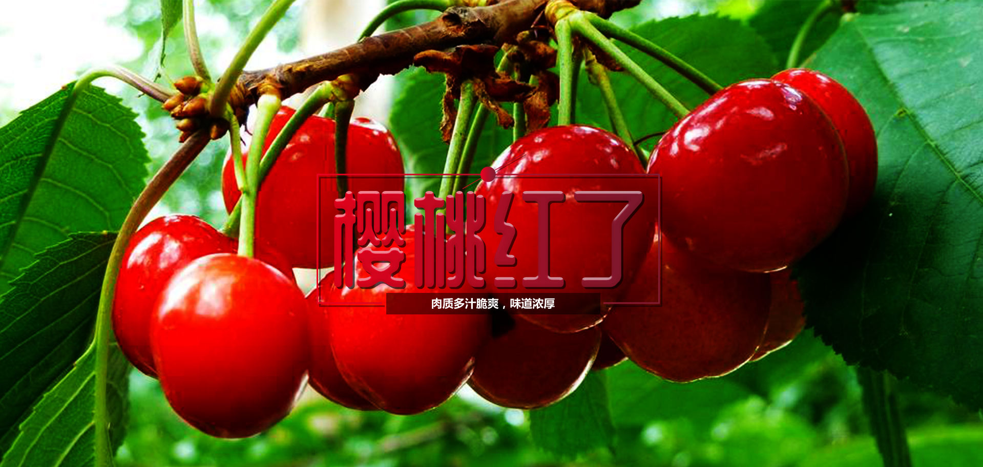 混合水果和浆果 草莓樱桃 库存图片. 图片 包括有 食物, 背包, 生气勃勃, 对象, 开花, 突出, 颜色 - 166121097
